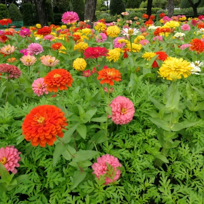 Ostálka Burpees - Zinnia elegans - semena - 50 ks