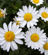 Kopretina balkónová bílá - Chrysanthemum paludosum - semena - 250 ks