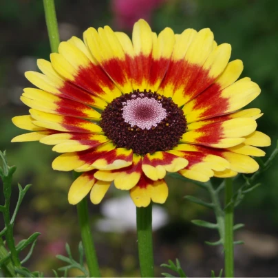 Kopretina kylnatá směs - Chrysanthemum carinatum mix - semena - 100 ks