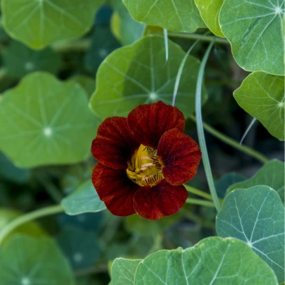 Lichořeřišnice červenočerná Black Velvet - Alaska - Tropaeolum nanum - semena - 15 ks