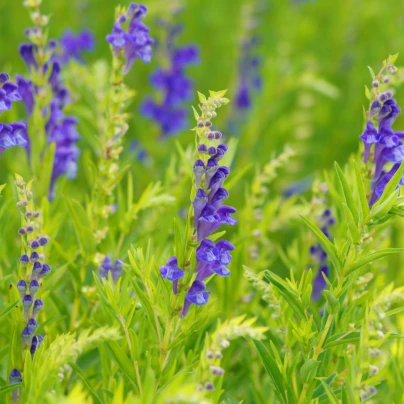 Šišák bajkalský - Scutellaria baicalensis - semena - 15 ks