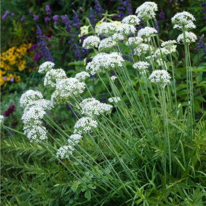 Pažitka česneková - Allium tuberosum - semena - 200 ks