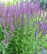 Šalvěj hajní Blue Queen - Salvia nemorosa - semena - 20 ks