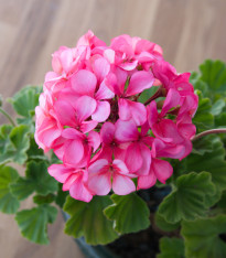 Muškát zahradní Cabaret F2 směs - pelargonium hortorum- semena - 6 ks