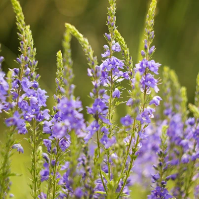 Rozrazil lékařský - Veronica officinalis - semena - 30 ks