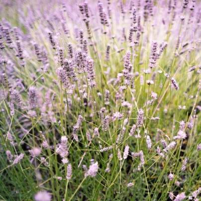 Levandule lékařská růžová SPECIÁL - Lavandula angustifolia - semena - 15 ks