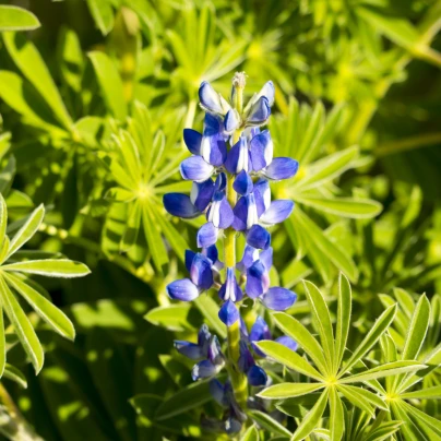 Lupina úzkolistá modrá - Lupinus angustifolia - semena - 20 ks