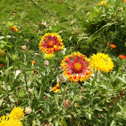 Kokarda jednoduchá Lorenziana směs - Gaillardia pulchella - semena - 0,3 g