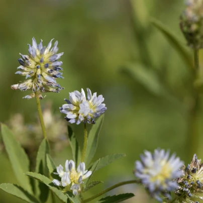 Pískavice modrá - Řecké seno - Trigonella caerulea - semena - 1,5 g