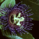 Mučenka maliformis - Passiflora maliformis - semena - 4 ks