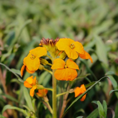 Chejr sibiřský - Cheiranthus allionii - semena - 500 ks