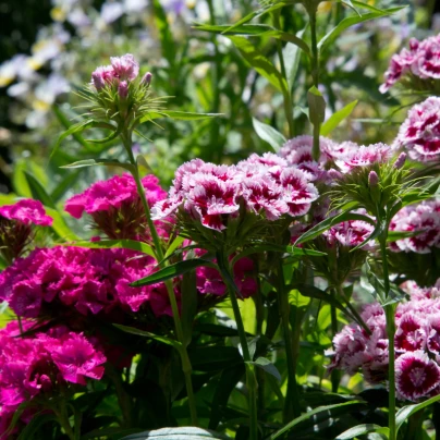 Hvozdík bradatý plnokvětý směs - Dianthus barbatus - semena - 250 ks