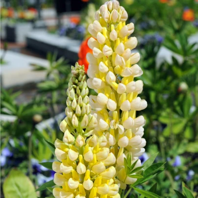 Lupina Kronleuchter - Vlčí bob - Lupinus polyphyllus - semena - 40 ks