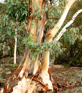 Eukalyptus Pauciflora - Blahovičník - Eucalyptus pauciflora - semena - 8 ks