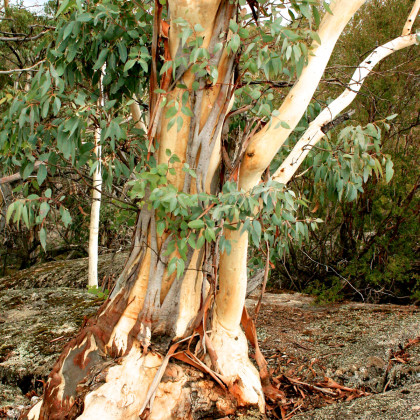 Eukalyptus Pauciflora - Eucalyptus pauciflora - semena - 8 ks
