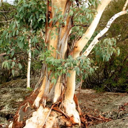 Eukalyptus Pauciflora - Eucalyptus pauciflora - semena - 8 ks
