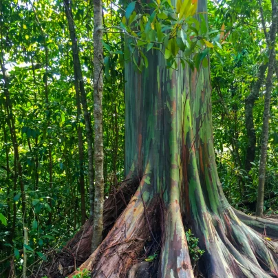 Eukalyptus duhový - Blahovičník - Eucalyptus deglupta - semena - 5 ks