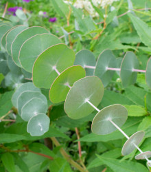 Eukalyptus Alba - Eucalyptus Alba - semena - 9 ks