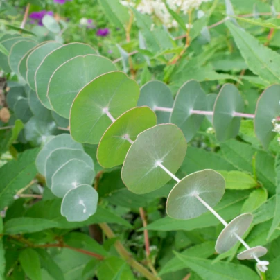 Eukalyptus Alba - Blahovičník - Eucalyptus Alba - semena - 9 ks