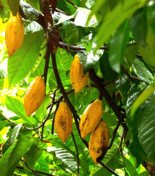 Kakaovník pravý žlutý - Theobroma cacao - semena - 5 ks