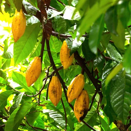 Kakaovník pravý žlutý - Theobroma cacao - semena - 5 ks