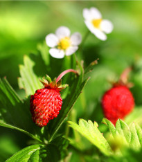 Jahodník lesní - Fragaria vesca - semena - 10 ks