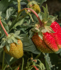 Jahodník velkoplodý Grandian F1 - Fragaria ananassa - semena - 10 ks