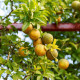 Citronečník trojlistý - Citrus trifoliata - semena - 4 ks
