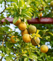 Citronečník trojlistý - Citrus trifoliata - semena - 4 ks