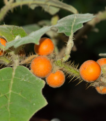 Chlupatý pomeranč - Solanum quitoense - semena - 5 ks