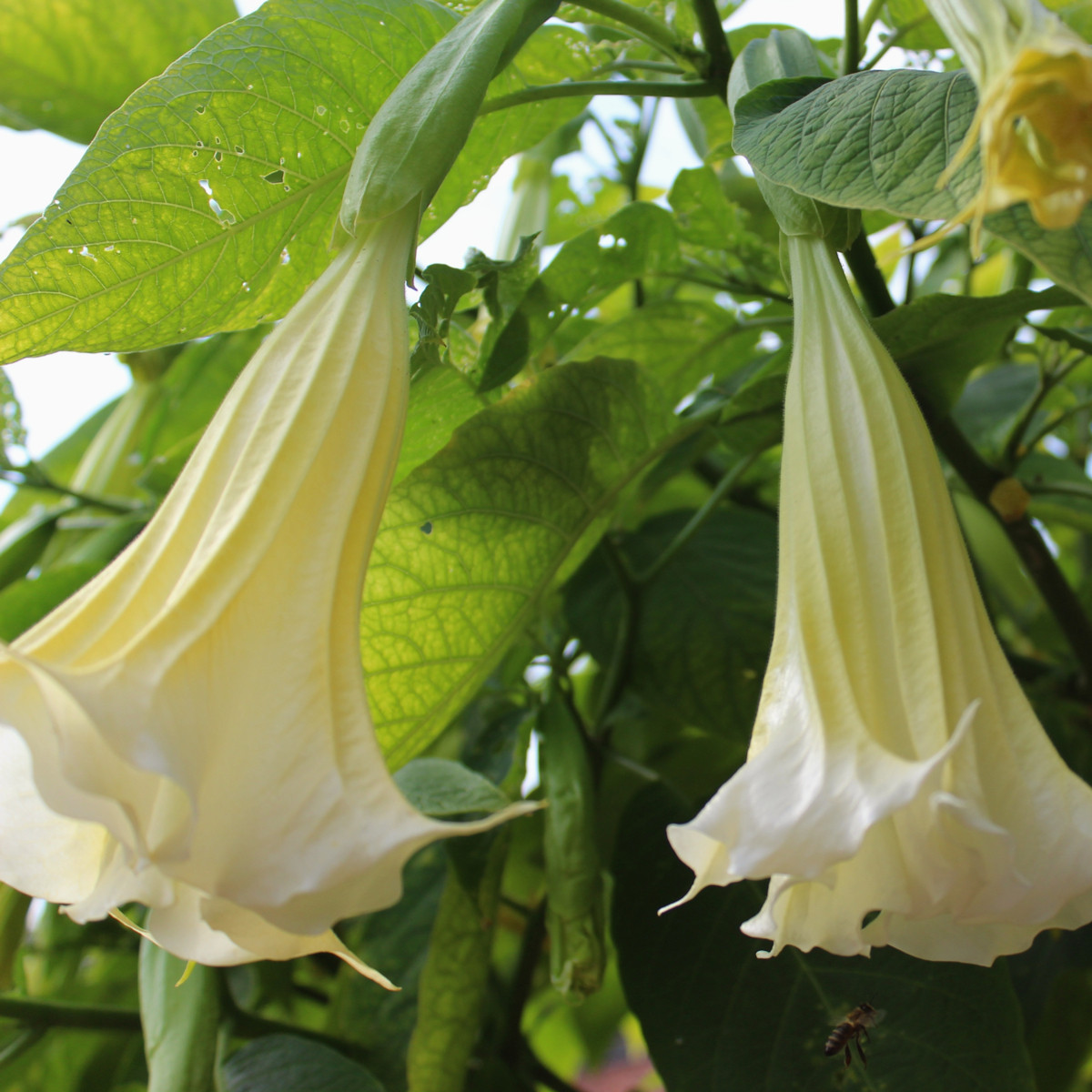 Brugmansie bílá - Andělská trubka bílá - Brugmansia arborea - semena - 10 ks