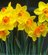 Narcis Jetfire - Narcissus - cibuloviny - 3 ks