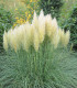 Pampová tráva stříbrná - Pampas - Cortaderia selleona - semena - 10 ks