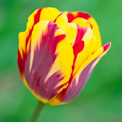 Tulipán Helmar - Tulipa - cibuloviny - 3 ks