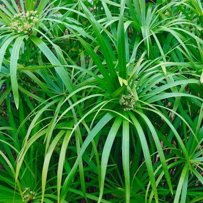 Papyrus střídavolistý - Cyperus alternifolius - semena - 15 ks