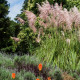 Pampová tráva růžová - Pampas - Cortaderia selloana - semena - 10 ks