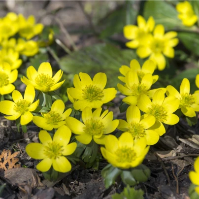 Talovín - Eranthis cilicica - cibuloviny - 3 ks