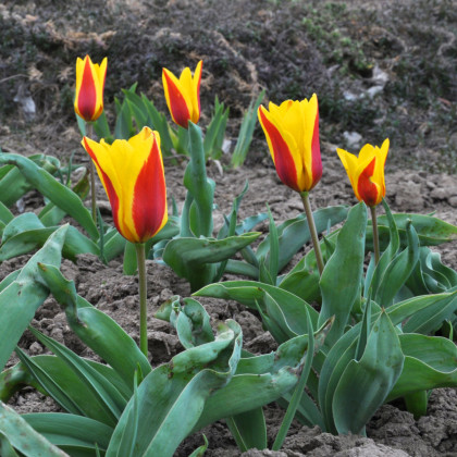 Tulipán Stresa - Tulipa - cibuloviny - 3 ks