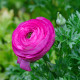 Pryskyřník růžový - Ranunculus asiaticus - cibuloviny - 3 ks