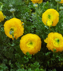Pryskyřník žlutý - Ranunculus asiaticus - cibuloviny - 3 ks