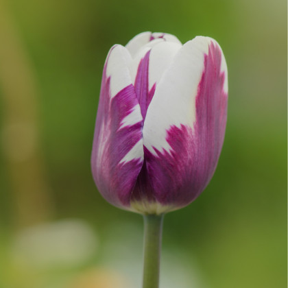 Tulipán Striped Flag - Tulipa - cibuloviny - 3 ks