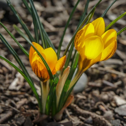 Krokus Golden Yellow - Crocus vernus - cibuloviny - 3 ks