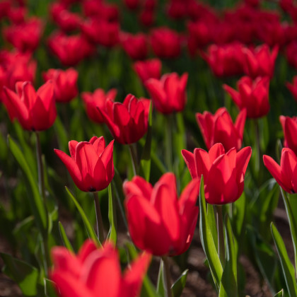 Tulipán Red Triumph - Tulipa - cibuloviny - 3 ks