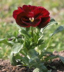 Maceška červená Abendglut - Viola wittrockiana - semena - 200 ks
