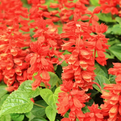 Šalvěj zářivá Blaze of Fire - Salvia splendens - semena - 15 ks