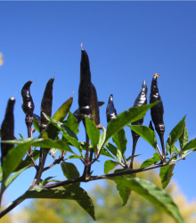 Chilli Černé maďarské - Capsicum annuum - semena - 6 ks