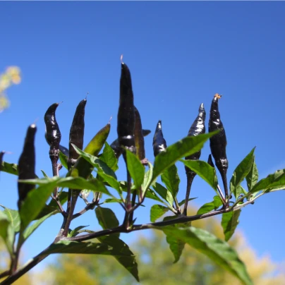 Chilli Černé maďarské - Capsicum annuum - semena - 6 ks