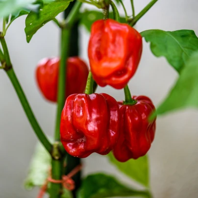 Chilli Habanero červené - Capsicum annuum - semena - 6 ks