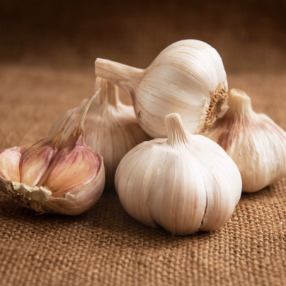 Sadbový česnek Havran - Allium sativum - paličák - cibuloviny česneku - 1 balení