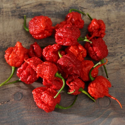 Chilli Carolina Reaper - Capsicum chinense - semena - 5 ks